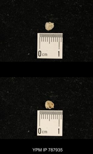 Brachiopoda
