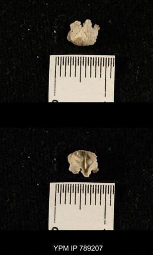 undet. Brachiopoda