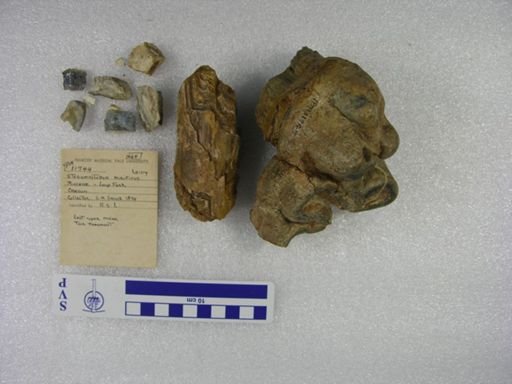 Stegomastodon mirificus