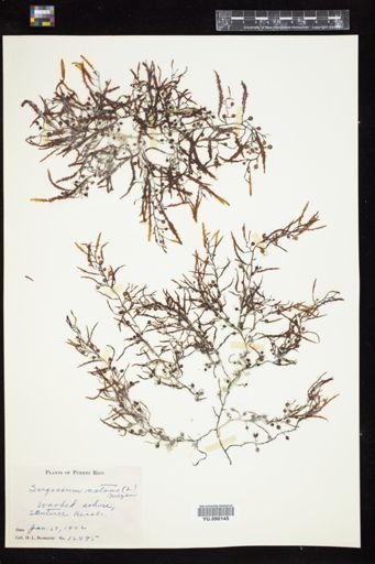 Sargassum natans