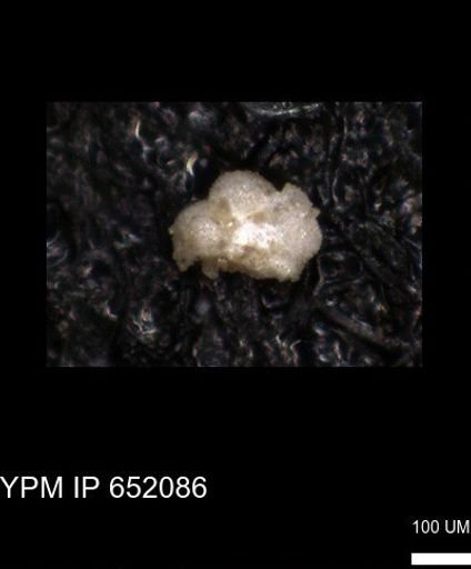 undet. Foraminiferida