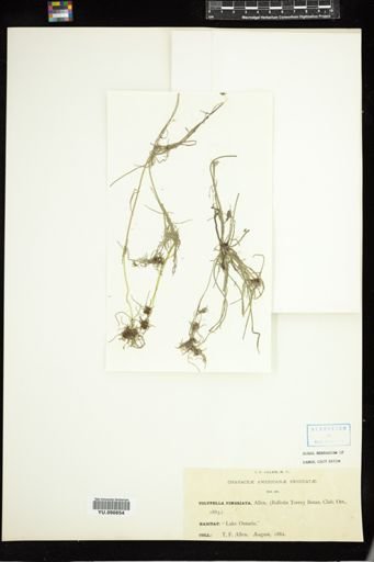 Tolypella intertexta