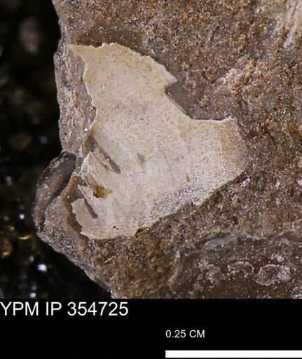 Pseudoptera subtortuosa