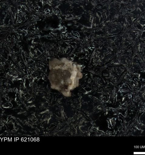 undet. Foraminiferida