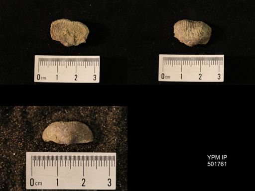 Marginifera lasallensis