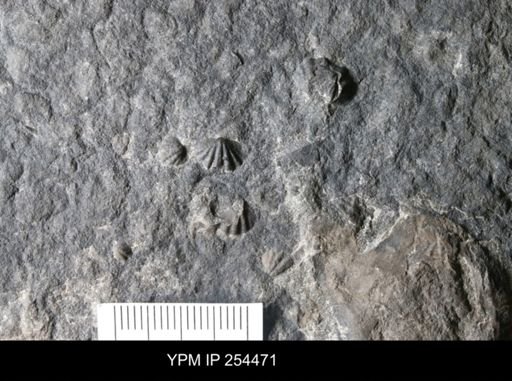 Howellella sp.