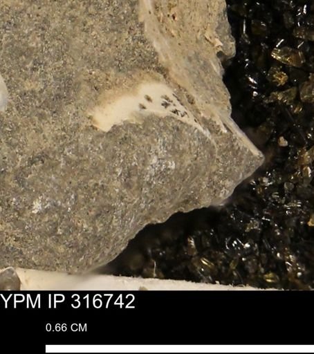 undet. Mollusca