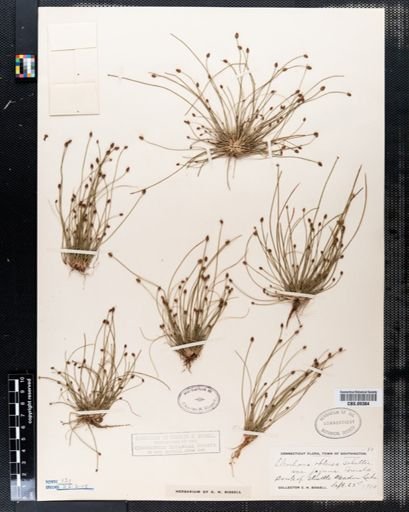 Eleocharis obtusa