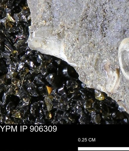 undet. Mollusca