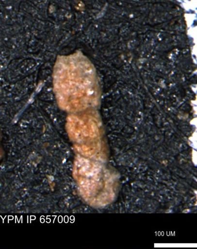 Ammobaculites euides