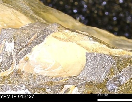 Pseudoptera subtortuosa