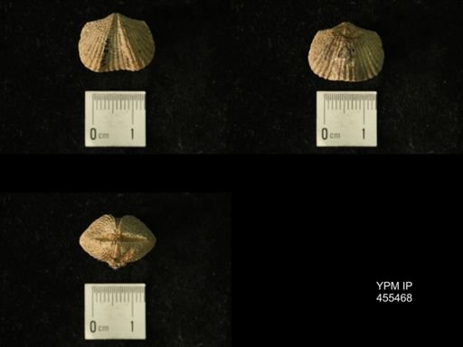 Platystrophia sp.