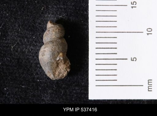 Goniobasis ortmanni