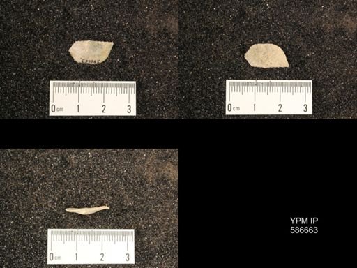 Chonetes granulifer
