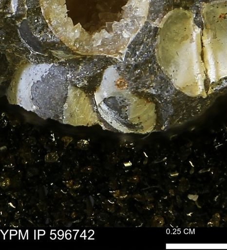 Limopsis striatopunctatus