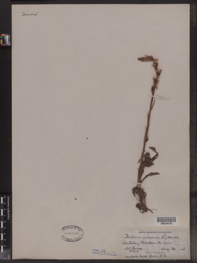 Spiranthes cernua