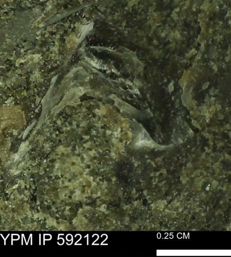 Ostrea sp.