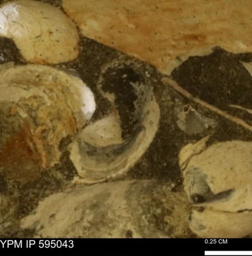 Protocardia sp.