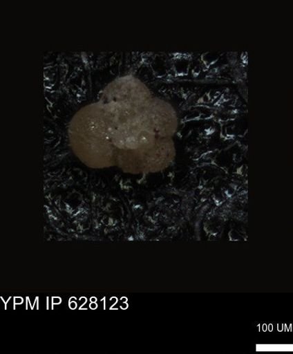 undet. Foraminiferida
