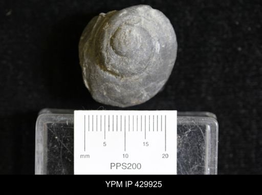Trepospira rotalia