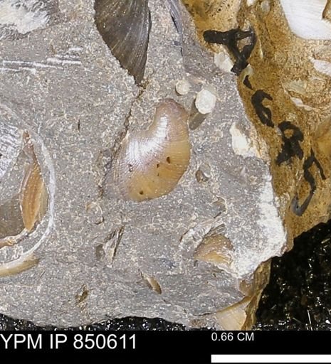 Limopsis striatopunctatus