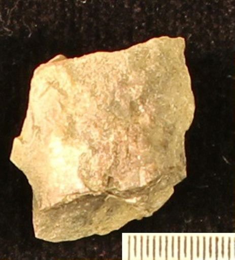 Baculites