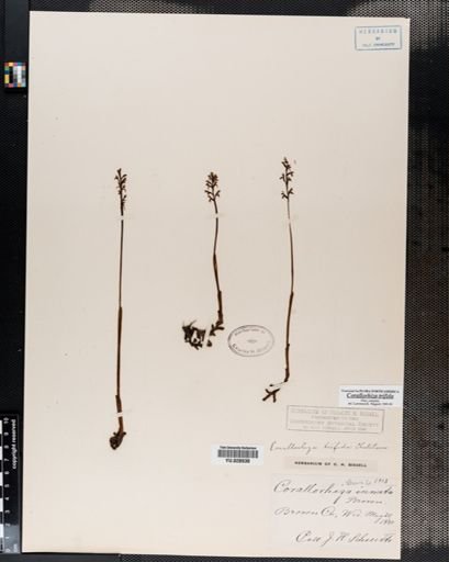 Corallorrhiza