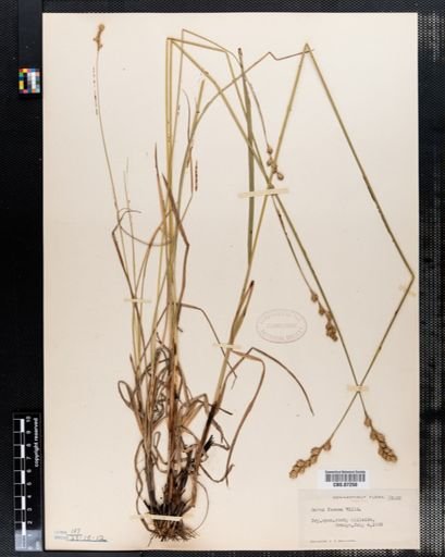 Carex foenea