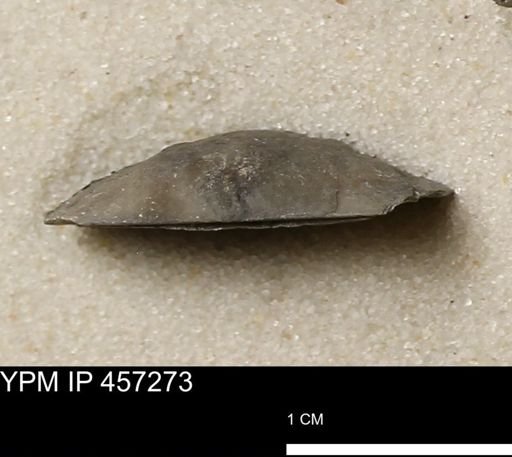 Pholidostrophia iowaensis