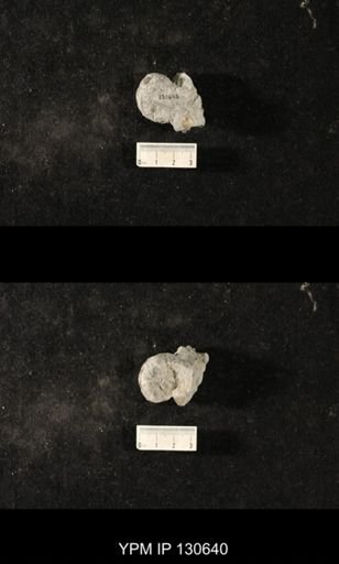 Platyostoma sp.