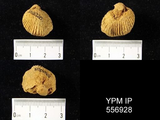Plethorhyncha campbellana