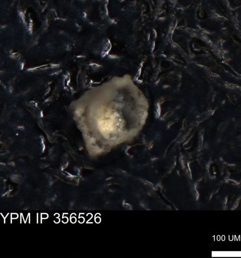 undet. Foraminiferida