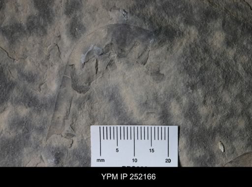 Eurypterus sp.
