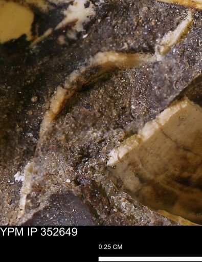 undet. Bivalvia