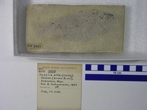Knightia alta