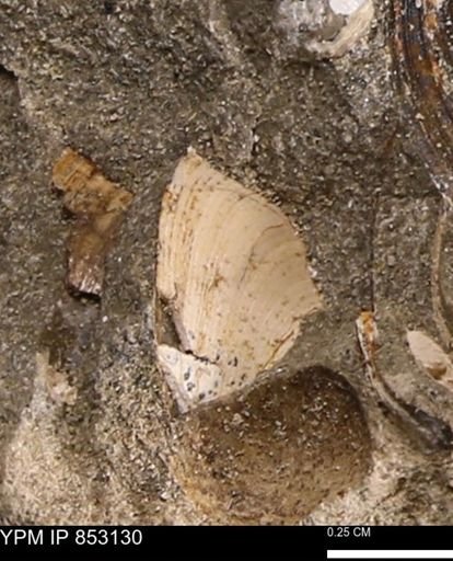 Limopsis striatopunctatus