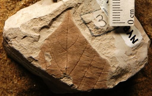 Alangium aequalifolium