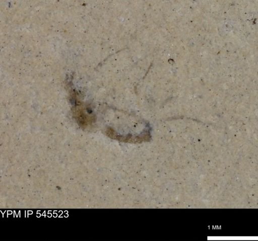 undet. Insecta