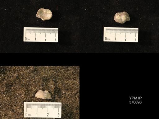 Marginifera wabashensis