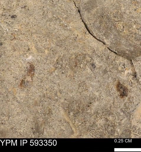 undet. Bivalvia