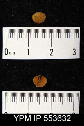 undet. Ambocoeliidae