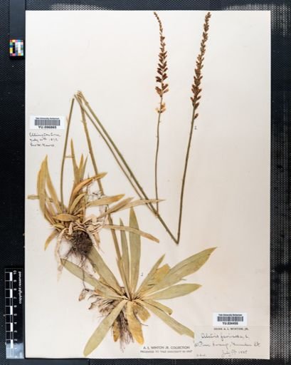 Aletris farinosa