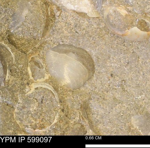 undet. Bryozoa