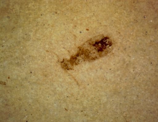 undet. Coleoptera