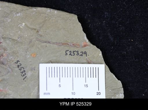 Sphenothallus sp.