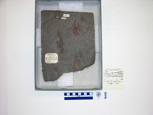 Corvipes lacertoideus