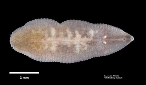 Helobdella modesta