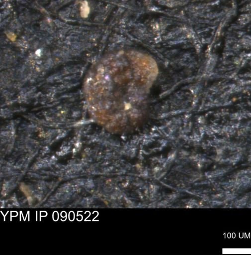 Haplophragmoides uniorbis