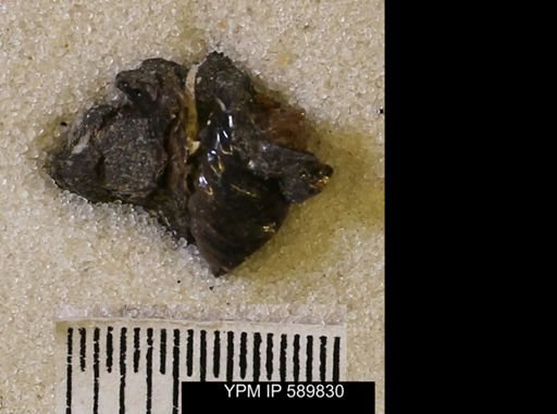 Jeletzkytes nebrascensis