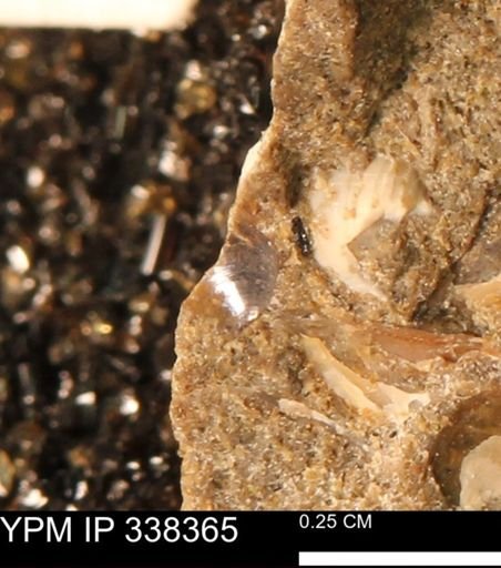 Protocardia subquadrata